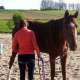 deplacement-des-hanches.jpg