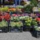 marche-aux-fleurs-2025-duras--5-.jpg