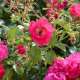 marche-aux-fleurs-2025-duras--8-.jpg