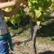 ban-des-vendanges-cotes-de-duras-2014--6-.jpg