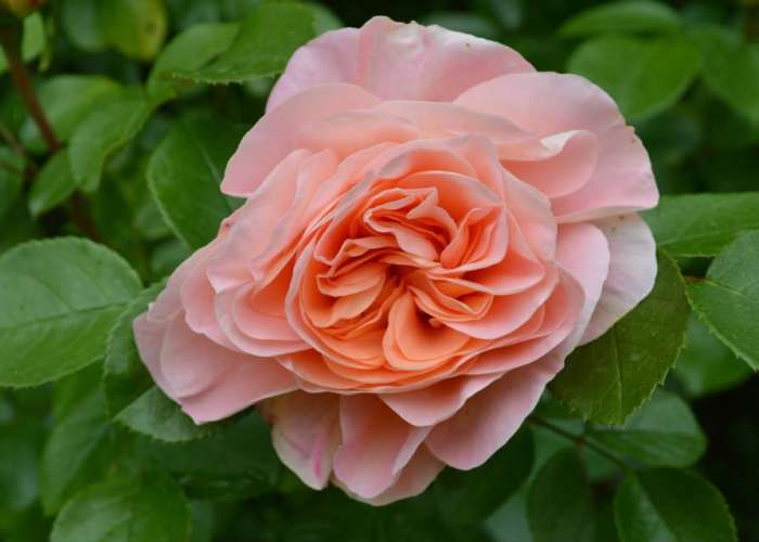 image de Rendez-vous aux jardins au Jardin de Boissonna