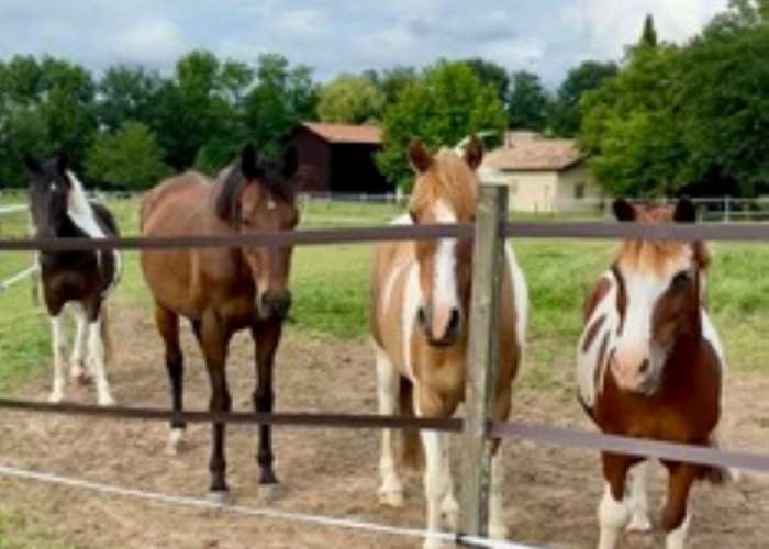 image de Cours privés ou collectifs, balades, stage d'été aux Ecuries du Dropt