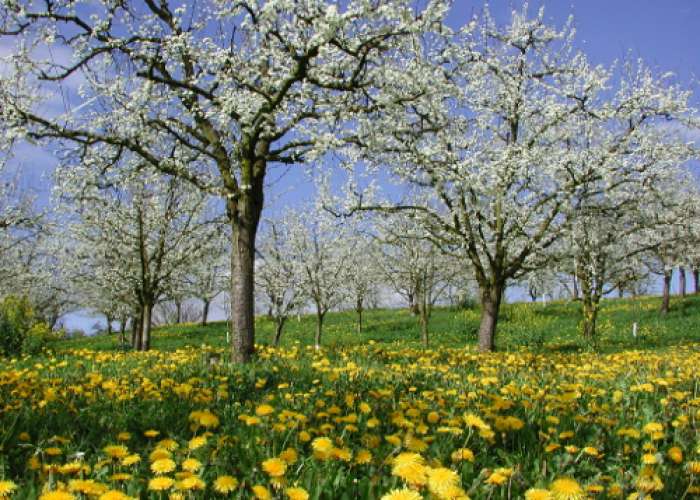 image de Baleyssagues, balade dans le vignoble de Duras