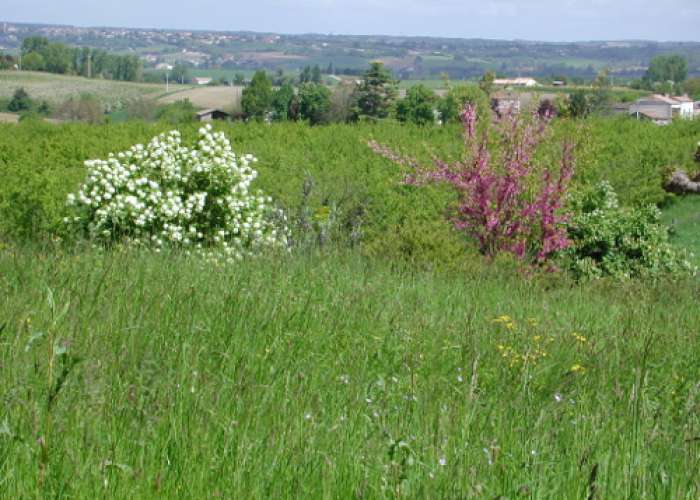 image de Lévignac-de-Guyenne, la balade de la bastide