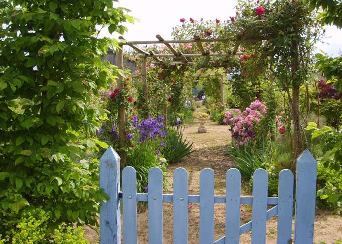 image de Iris en fleurs et vente de rhizomes au Jardin de Mireille